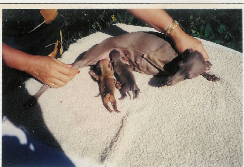 CH. Ornella des princes de Kazan