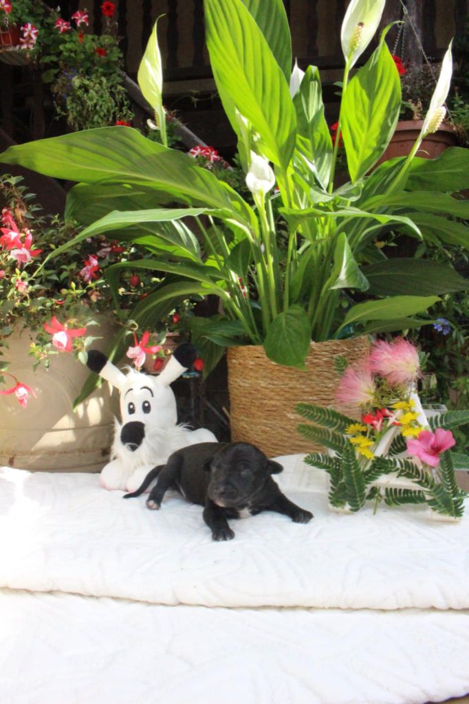 des princes de Kazan - Chiots disponibles - Petit Levrier Italien