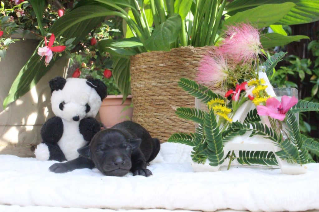 des princes de Kazan - Chiots disponibles - Petit Levrier Italien