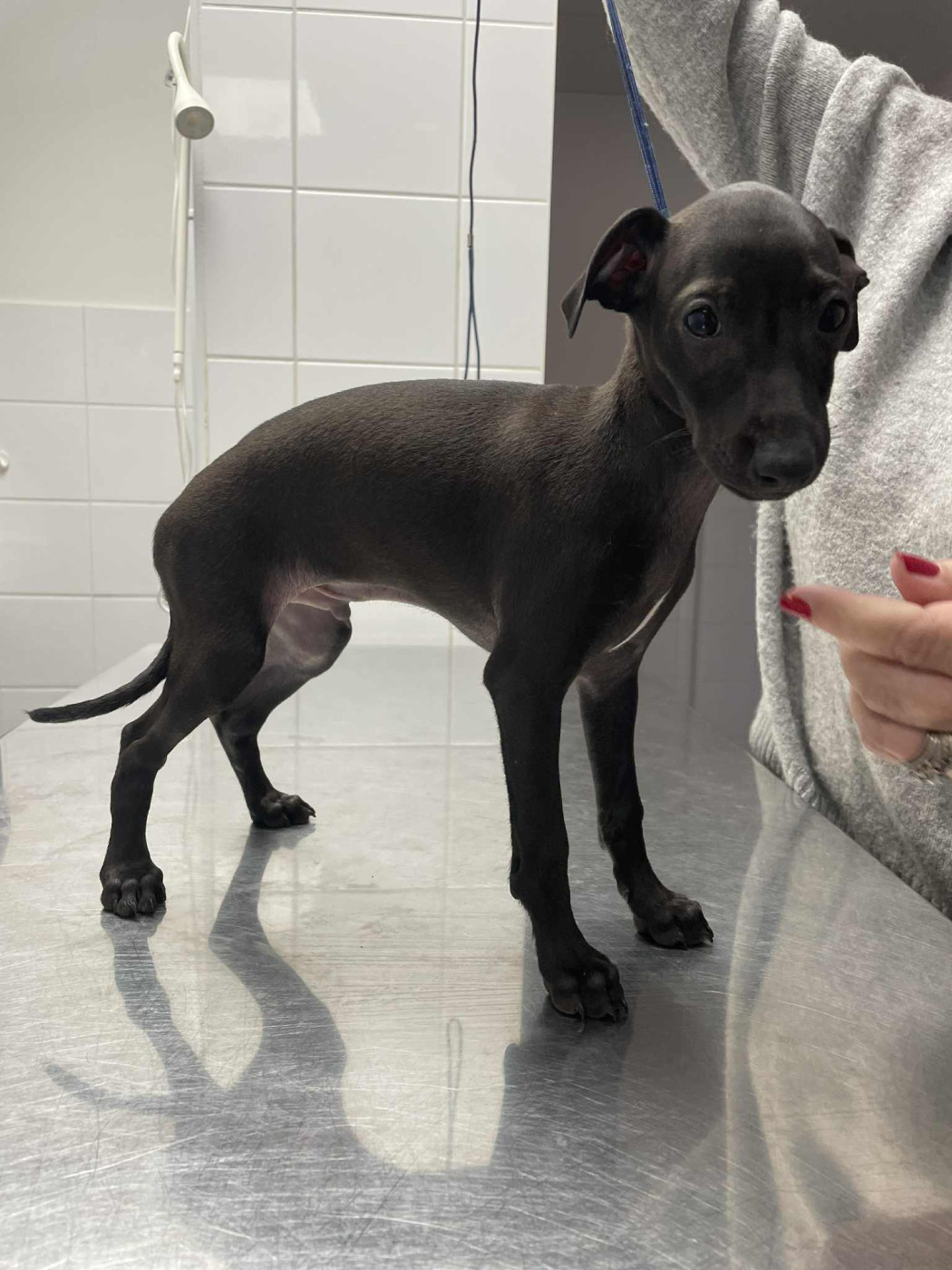 des princes de Kazan - Chiots disponibles - Petit Levrier Italien