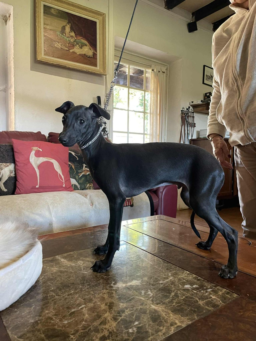 des princes de Kazan - Chiots disponibles - Petit Levrier Italien