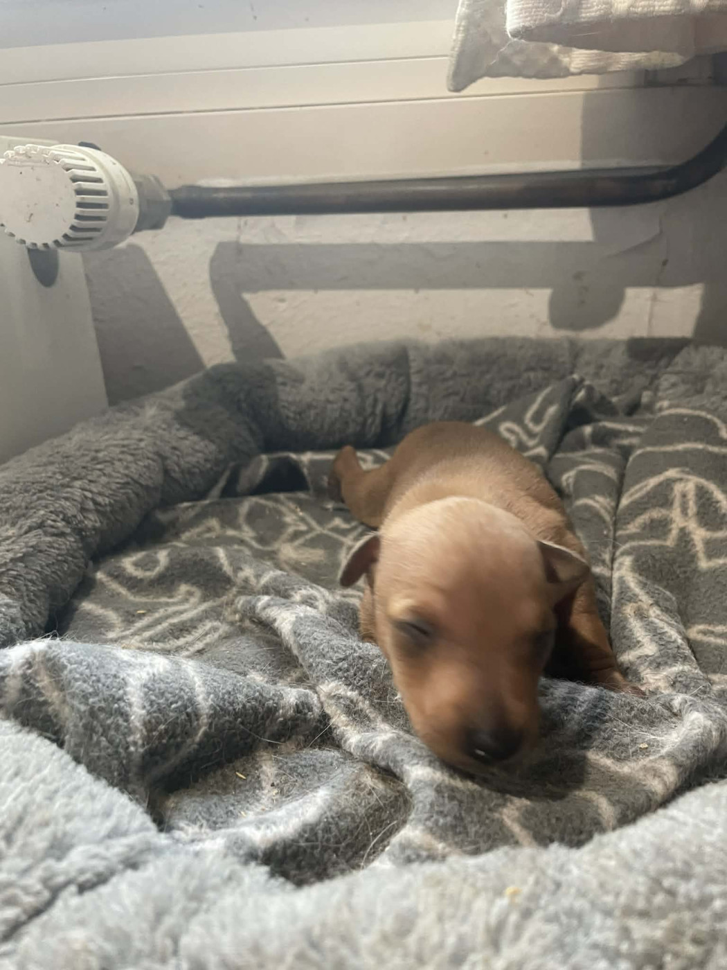 des princes de Kazan - Chiots disponibles - Petit Levrier Italien