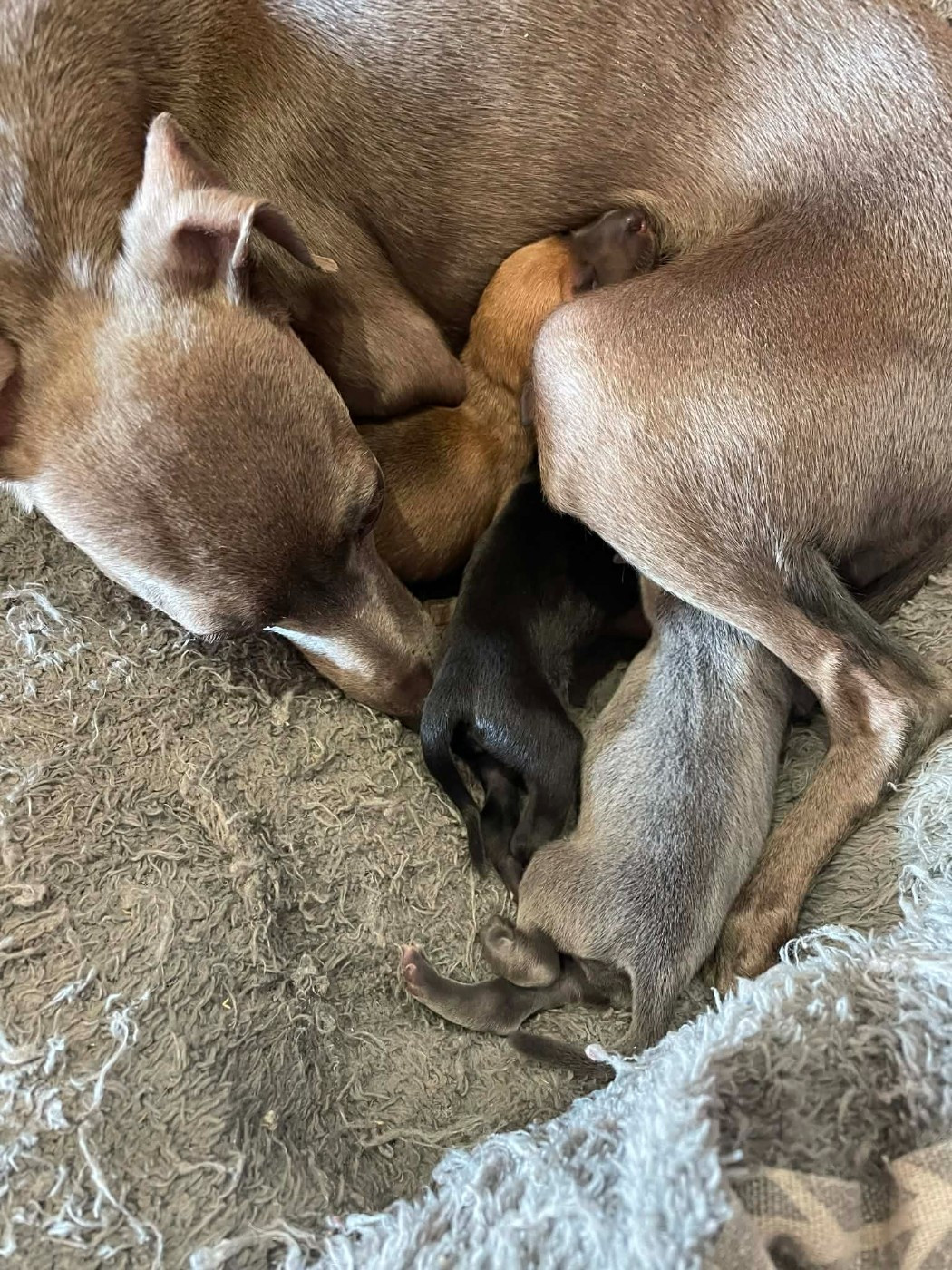 Chiot Petit Levrier Italien des princes de Kazan