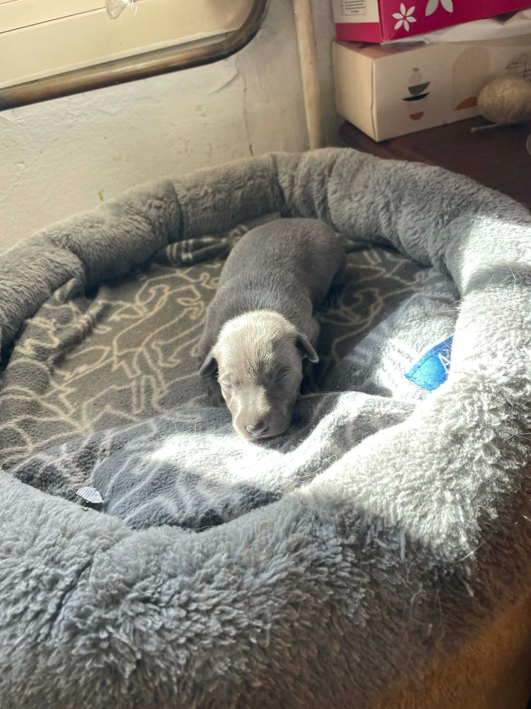 des princes de Kazan - Chiots disponibles - Petit Levrier Italien