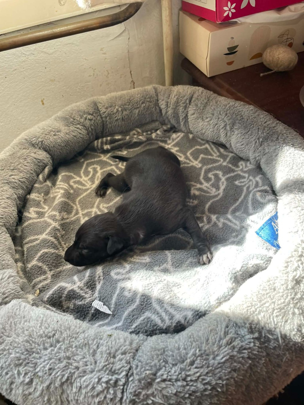 des princes de Kazan - Chiots disponibles - Petit Levrier Italien