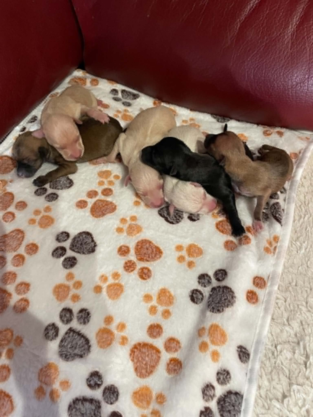 Chiot Petit Levrier Italien des princes de Kazan