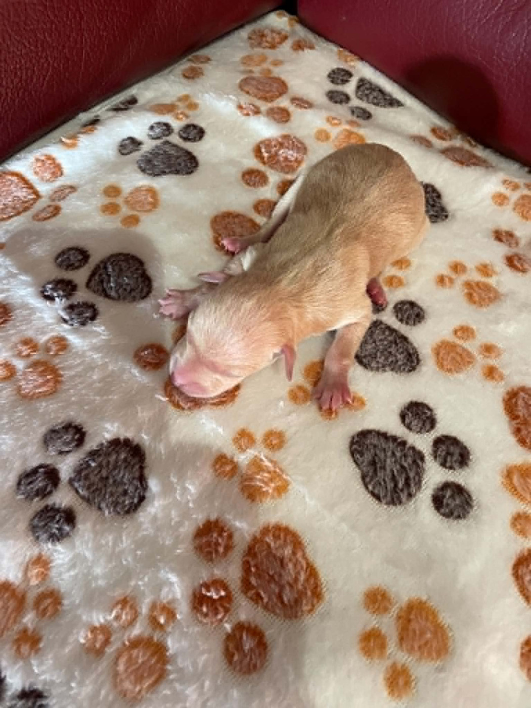 des princes de Kazan - Chiots disponibles - Petit Levrier Italien