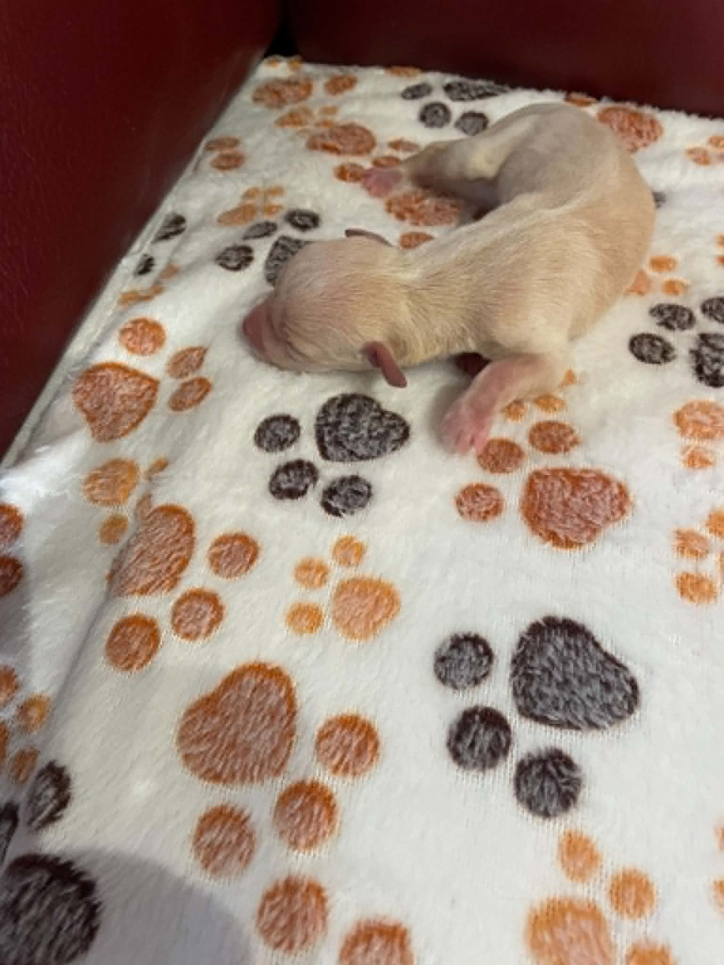 des princes de Kazan - Chiots disponibles - Petit Levrier Italien