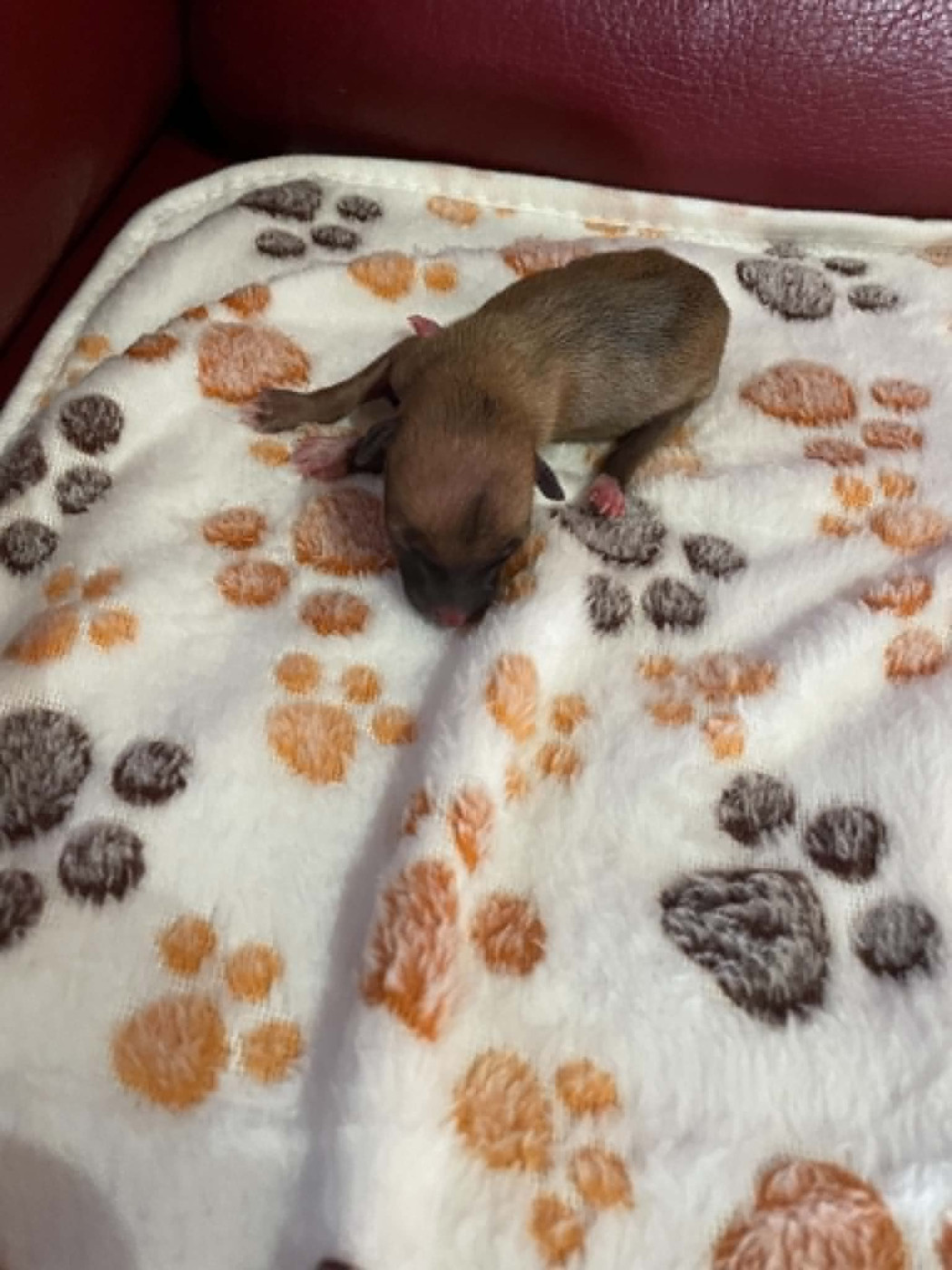 des princes de Kazan - Chiots disponibles - Petit Levrier Italien