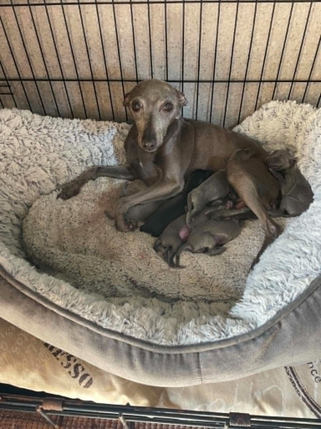 Chiot Petit Levrier Italien des princes de Kazan