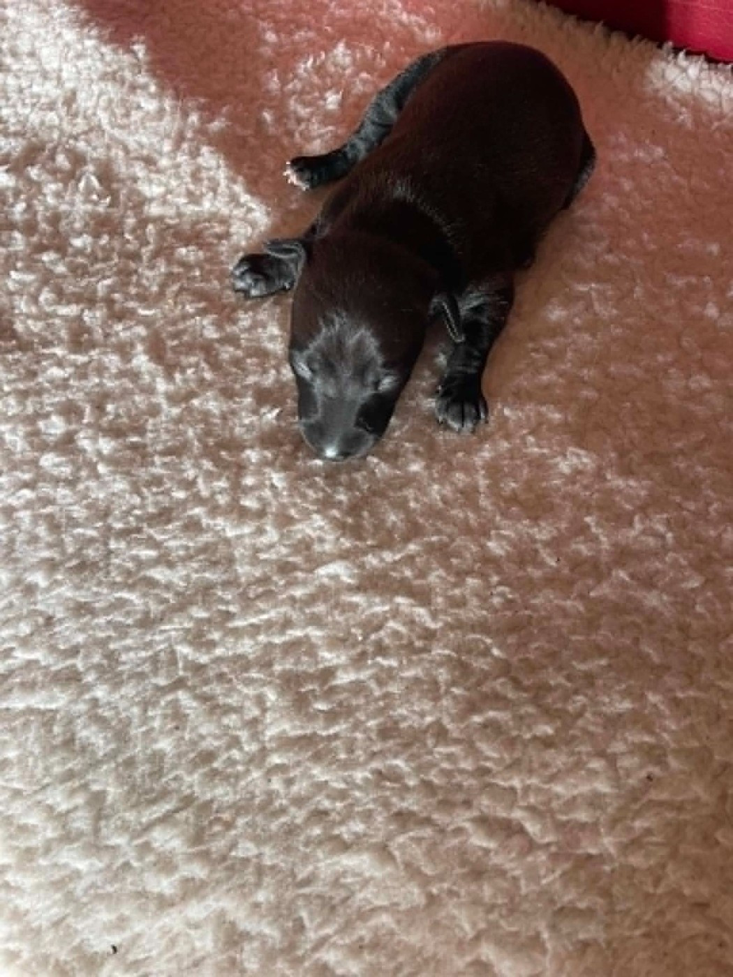 des princes de Kazan - Chiots disponibles - Petit Levrier Italien