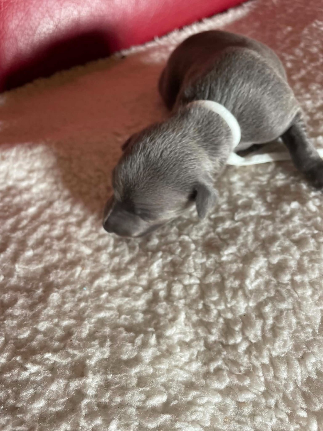 des princes de Kazan - Chiots disponibles - Petit Levrier Italien
