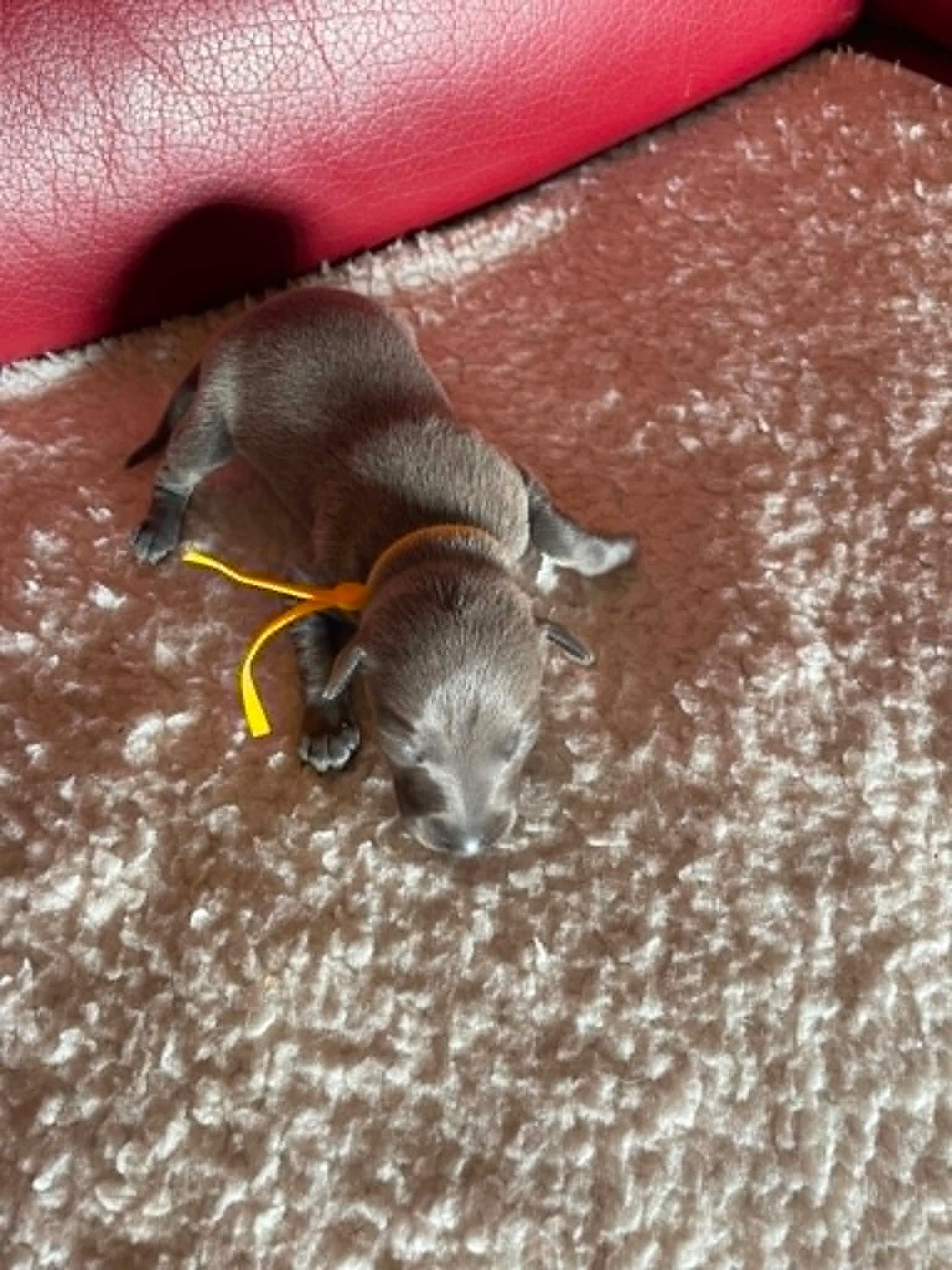 des princes de Kazan - Chiots disponibles - Petit Levrier Italien