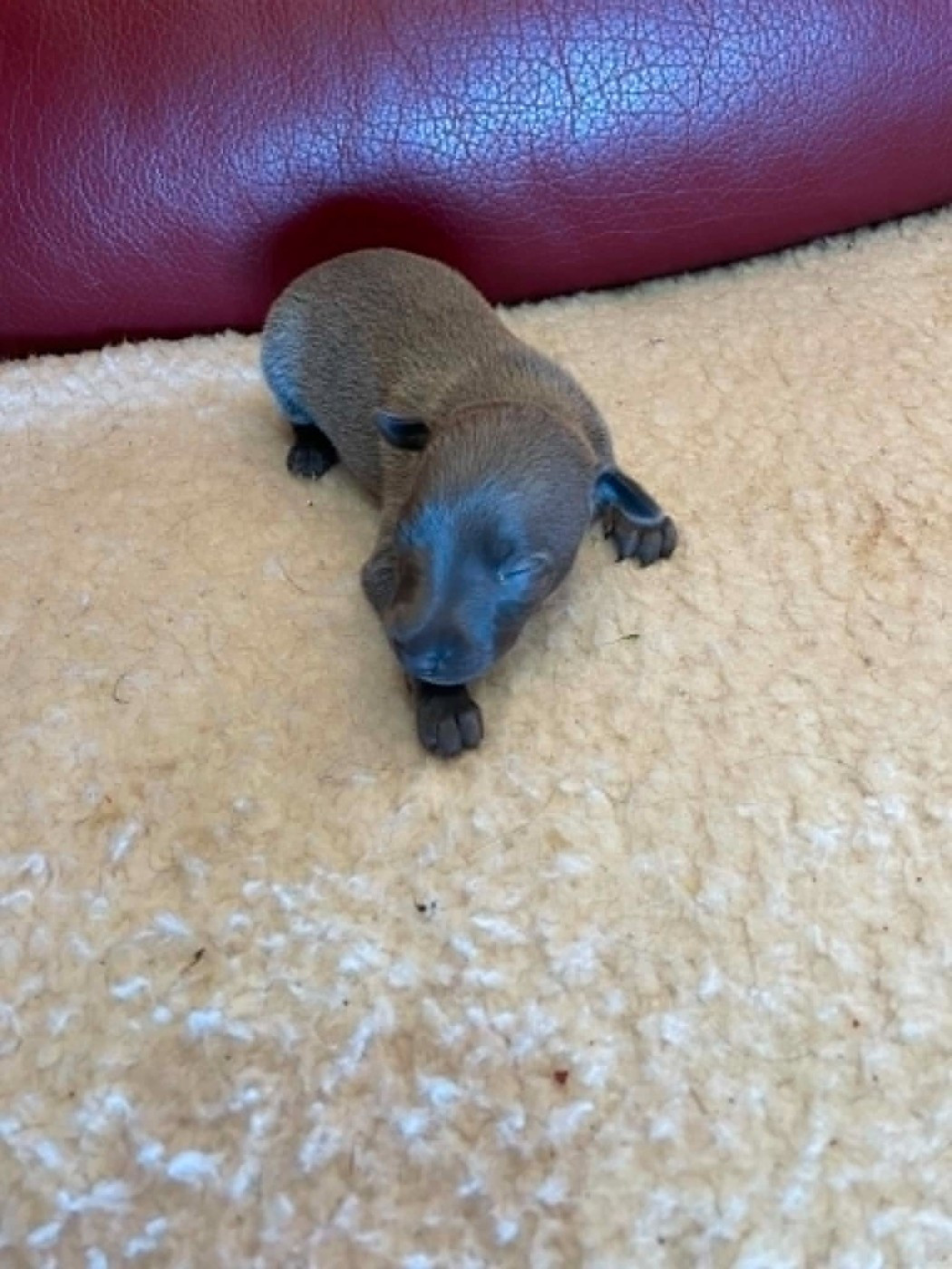 des princes de Kazan - Chiots disponibles - Petit Levrier Italien