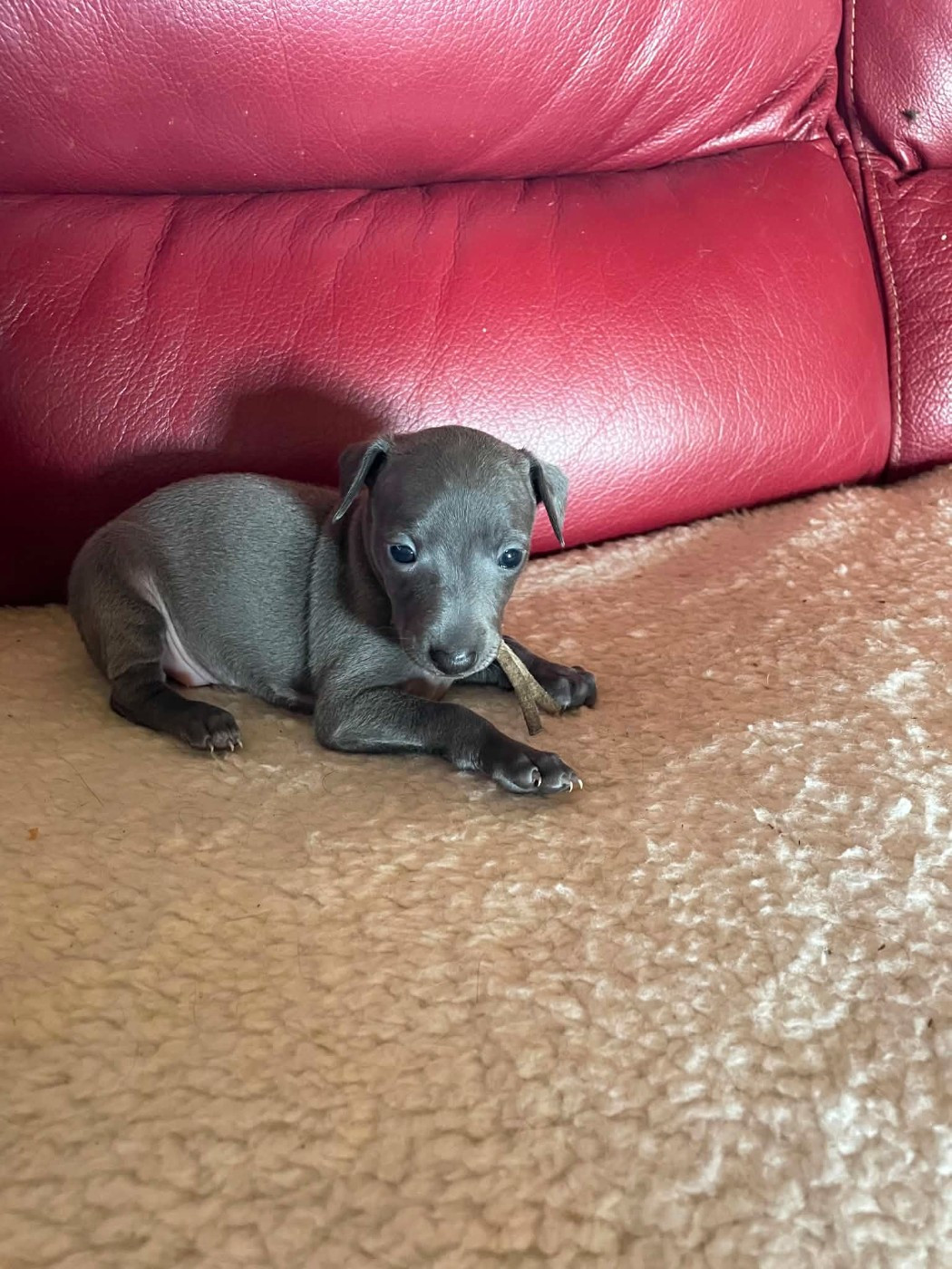 des princes de Kazan - Chiots disponibles - Petit Levrier Italien