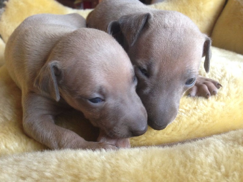 Chiot Petit Levrier Italien des princes de Kazan