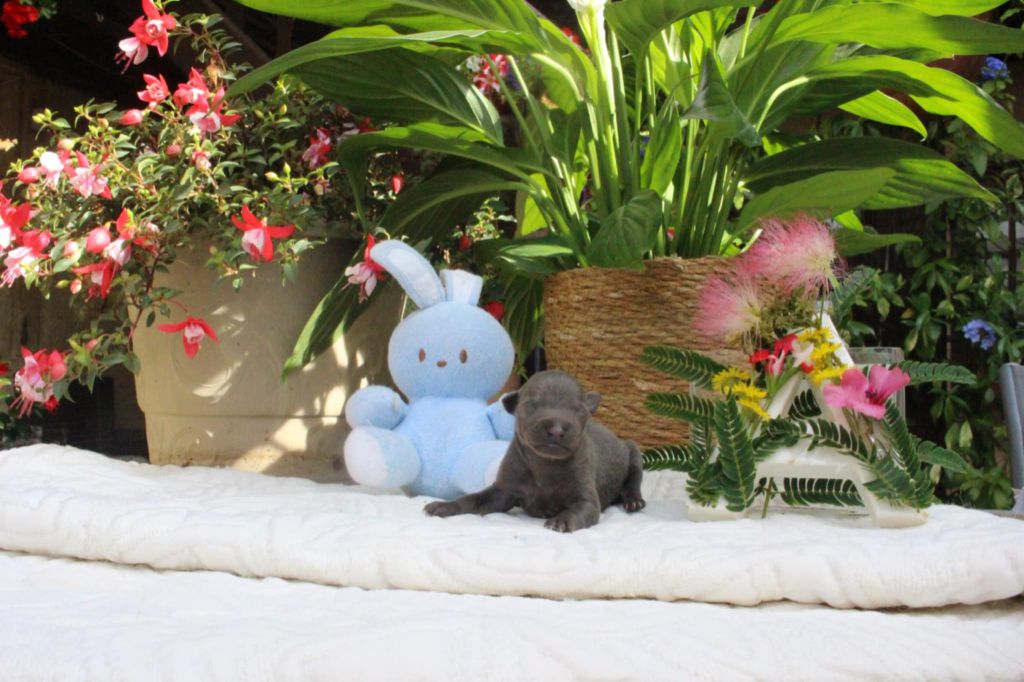 des princes de Kazan - Chiots disponibles - Petit Levrier Italien