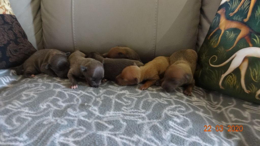Chiot Petit Levrier Italien des princes de Kazan