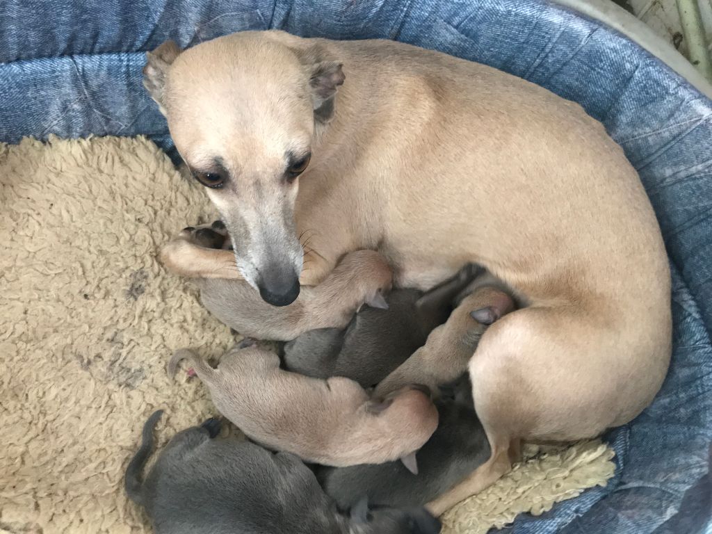 Chiot Petit Levrier Italien des princes de Kazan