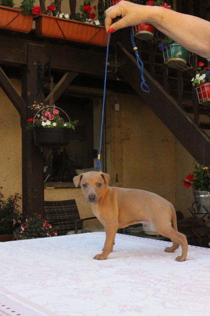 des princes de Kazan - Chiots disponibles - Petit Levrier Italien