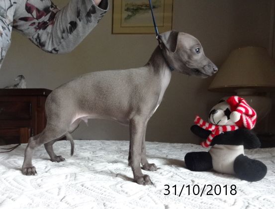 CHIOT