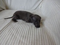 CHIOT
