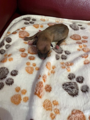 Chiot N°6