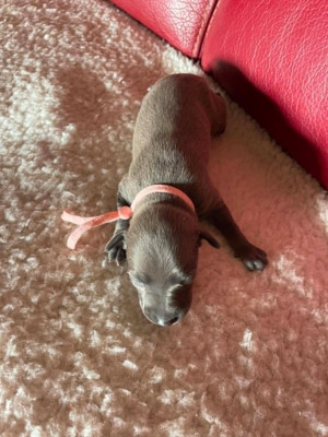 Ballerina coco