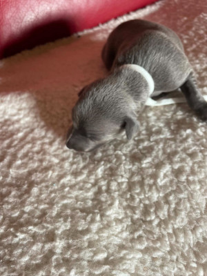CHIOT 4