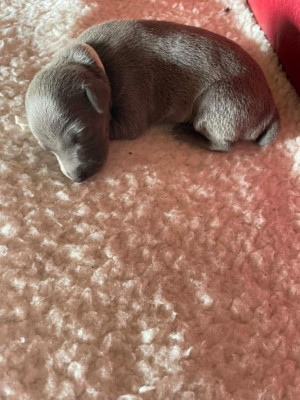 CHIOT 3