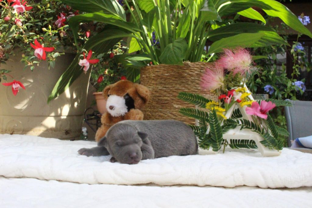 des princes de Kazan - Chiots disponibles - Petit Levrier Italien