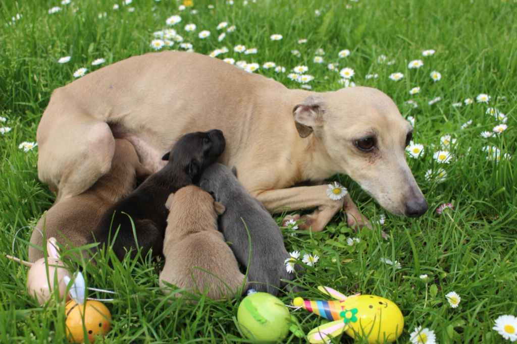 Chiot Petit Levrier Italien des princes de Kazan