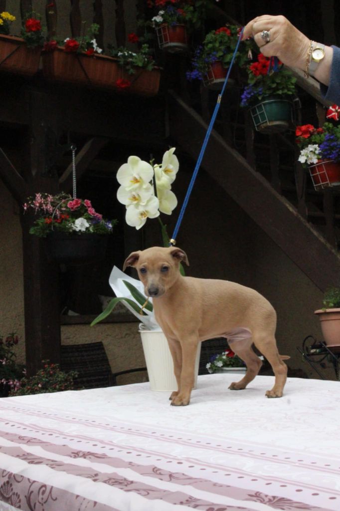 des princes de Kazan - Chiots disponibles - Petit Levrier Italien