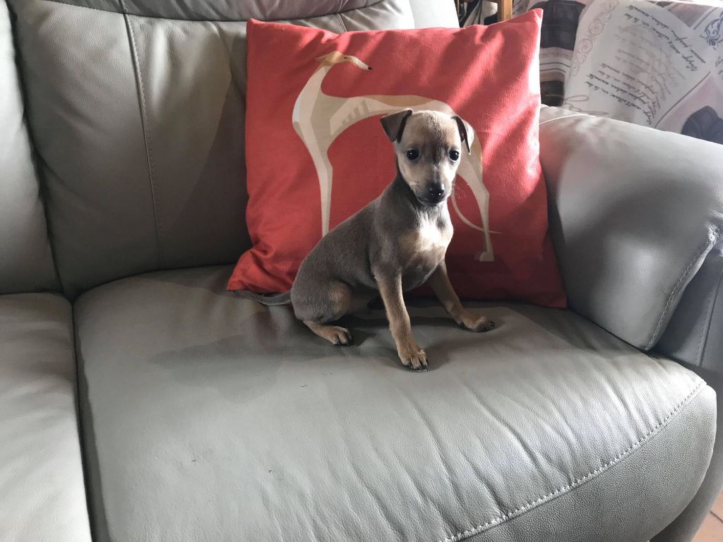 CHIOT