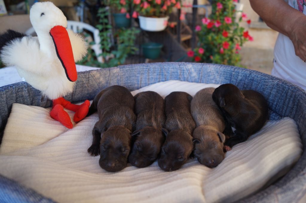 Chiot Petit Levrier Italien des princes de Kazan